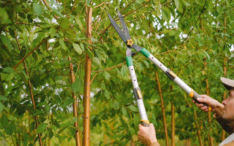 Tree trimming in Falls City, OR